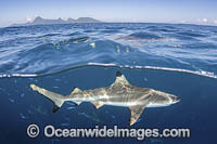 Blacktip Reef Shark (Carcharhinus melanopterus). White Valley (dive site), Tahiti, French Polynesia, South Pacific Ocean.