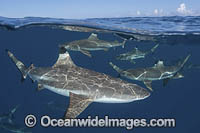 Blacktip Reef Shark (Carcharhinus melanopterus). White Valley (dive site), Tahiti, French Polynesia, South Pacific Ocean.
