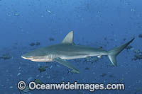 Galapagos Shark (Carcharhinus galapagensis). Socorro Island, Revillagigedo Archipelago, Mexico, Eastern Pacific.