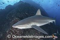 Galapagos Shark (Carcharhinus galapagensis). Socorro Island, Revillagigedo Archipelago, Mexico, Eastern Pacific.