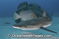 Juvenile Galapagos Shark (Carcharhinus galapagensis). Socorro Island, Revillagigedo Archipelago, Mexico, Eastern Pacific.