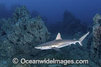 Juvenile Galapagos Shark (Carcharhinus galapagensis). Socorro Island, Revillagigedo Archipelago, Mexico, Eastern Pacific.