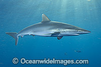 Silky Shark (Carcharhinus falciformis). Galveston, Texas, Gulf of Mexico.