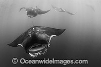 Caribbean Manta Ray (Manta c.f. birostris). This manta ray is a sub-species of the Oceanic Manta (Manta birostris) from the Caribbean.