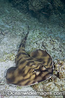 Banded Guitarfish (Zapteryx exasperata). Found in the eastern Pacific, where is it reported from central California south to Peru. Photo taken Sea of Cortez, Baja California, Mexico.