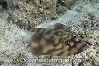 Banded Guitarfish (Zapteryx exasperata). Found in the eastern Pacific, where is it reported from central California south to Peru. Photo taken Sea of Cortez, Baja California, Mexico.