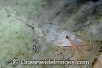 Atlantic Guitarfish (Rhinobatos lentiginosus). Panama City, Florida, USA, Gulf of Mexico.