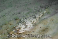 Atlantic Guitarfish (Rhinobatos lentiginosus). Panama City, Florida, USA, Gulf of Mexico.
