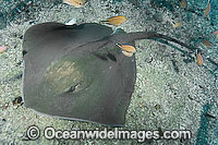 Roughtail Stingray (Dasyatis centroura). A large Ray that lives on both sides of the North Atlantic. Los Gigantes, Tenerife, Canary Islands, Spain, off the northwest coast of mainland Africa