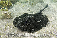 Round Stingray (Urobatis halleri). Also known as Hallers Stingray. Sea of Cortez, Mulege, Baja, Mexico.