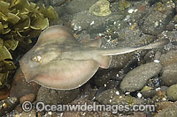 Round Stingray (Urobatis halleri). Also known as Hallers Stingray. Sea of Cortez, Mulege, Baja, Mexico.