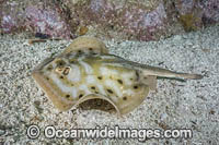 Cortez Round Stingray (Urobatis maculatus), aka Spotted Round Ray. Sea of Cortez, Mexico, Eastern Pacific.