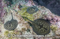Haller's Round Stingray (Urobatis halleri). Aka Round Ray or Cortez Ray. Midriff Islands, Sea of Cortez, Mexico.
