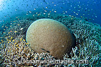 Unidentified Brain Coral competing for space with Branching Acropora Coral in Komodo National Park, Indonesia. Competition for living space among coral species is intense in a coral reef.