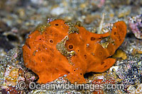 Painted Frogfish (Antennarius pictus), also known as Painted Anglerfish. Found throughout Indo-W. Pacific. Photo taken in Lembeh Strait, Indonesia