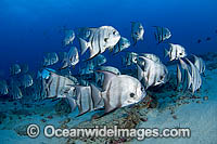 Schooling Atlantic Spadefish (Chaetodipterus faber). Juno Beach, Florida, USA. Found throughout West Atlantic