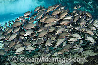 School of Mangrove Snapper (Lutjanus griseus) in the Three Sisters Spring, Crystal River, Florida, USA. This marine fish can survive in the spring's freshwater.