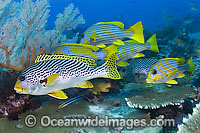 School of Diagonal-banded Sweetlips (Plectorhinchus lineatus) and Oriental Sweetlips (Plectorhinchus vittatus). Found throughout Indo Pacific. This photo was taken in Komodo National Park, Indonesia, where over 1,000 types of fish occur.