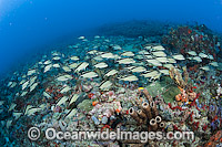 Coral Reef in Palm Beach, Florida with an assortment of invertebrates and fish species, including Cottonwicks (Haemulon melanurum). The reefs in the southeast coast of Florida, USA, are among the richest in the western Atlantic.