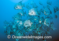 Atlantic Spadefish (Chaetodipterus faber), schooling. Usually found in shallow waters along the coastline of the southeastern United States and in the Caribbean. This species is endemic to the western Atlantric Ocean. North Carolina, USA.