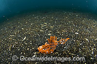 Rare orange variety of the Spiny Devilfish (Inimicus didactylus) photographed in Lembeh Strait, Indonesia. Part of the scorpionfish family, the devilfish lives only in the tropical Pacific Ocean can deliver a painful and venomous sting with dorsal fins.