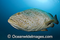 Atlantic Goliath Grouper (Epinephelus itajara), hovering mid-water during a spawning aggregation in Palm Beach, Florida, USA. Endangered species.