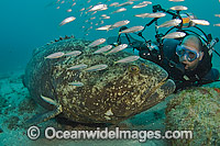 Scuba Diver observing a Atlantic Goliath Grouper (Epinephelus itajara), during a spawning aggregation in Palm Beach, Florida, USA. Endangered species.