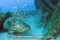 Atlantic Goliath Grouper (Epinephelus itajara), congregating around the shipwreck of the Zion in Jupiter, Florida, USA, to spawn in the months of August and September. Endangered species. They are often accompanied by Cigar Minnows (Decapterus punctatus).