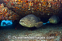 Scuba diver observing Atlantic Goliath Grouper (Epinephelus itajara), resting under a ledge during a spawning aggregation in Palm Beach, Florida, USA. Endangered species.