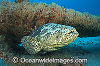 Atlantic Goliath Grouper (Epinephelus itajara), on a shipwreck off Palm Beach, Florida, USA. Endangered species. The Atlantic Goliath Grouper is one of the largest bony fishes in coral reefs in the Western Atlantic and Eastern Pacific.