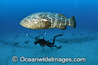 Diver photographing a Atlantic Goliath Grouper (Epinephelus itajara), off Palm Beach, Florida, USA. Endangered species. The Atlantic Goliath Grouper is one of the largest bony fishes in coral reefs in the Western Atlantic and Eastern Pacific.