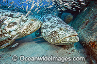 Atlantic Goliath Grouper (Epinephelus itajara) and Cigar Minnows (Decapterus punctatus), side by side near the shipwreck of the Zion in Jupiter, Florida, USA. Endangered species. One of the largest bony fishes in the Western Atlantic & Eastern Pacific.