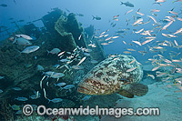 Atlantic Goliath Grouper (Epinephelus itajara), on the Zion shipwreck in Jupiter, Florida, USA. Endangered species. The Atlantic Goliath Grouper is one of the largest bony fishes in coral reefs in the Western Atlantic and Eastern Pacific.