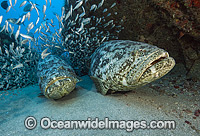 Atlantic Goliath Grouper (Epinephelus itajara), with baitfish on the Zion shipwreck in Jupiter, Florida, USA. Endangered species. The Atlantic Goliath Grouper is one of the largest bony fishes in coral reefs in the Western Atlantic and Eastern Pacific.