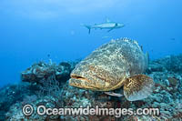 Atlantic Goliath Grouper (Epinephelus itajara). Also known as Giant Grouper. Palm Beach, Florida. Classified Critically Endangered on the IUCN Red List.