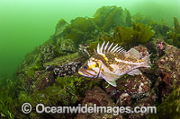 Copper Rockfish (Sebastes caurinus). Photo taken at Nanaimo, Vancouver Island, British Columbia, Canada.