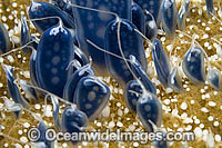 Upside-down Jellyfish (Cassiopea xamachana) - close detail of stinging tentacles. Singer Island, Florida, USA.