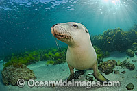 Australian Sea Lion (Neophoca cinerea), swimming and playing in the shallows of Hopkins Island, South Australia. Classified Endangered on the IUCN Red List.