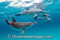 Atlantic Spotted Dolphin (Stenella frontalis). Photo taken in the White Sand Ridge, Northern Bahamas, USA.