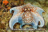 Common Octopus (Octopus vulgaris), hunting on a coral reef in Juno Beach, Florida, USA