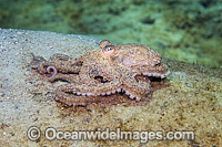 Caribbean Long Arm Octopus (Octopus defilippi), photographed in Singer Island, Florida, USA.