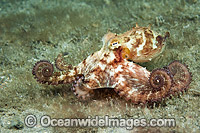 Caribbean Long Arm Octopus (Octopus defilippi), photographed in Singer Island, Florida, USA.