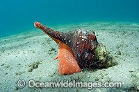 Horse Conch (Pleuroploca gigantea). Photographed on the sand sea floor of Lake Worth Lagoon, Palm Beach County, Florida, USA.