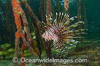 Volitans Lionfish (Pterois volitans), hunting small fish amongst the roots of a Red Mangrove (Rhizophora mangle) forest. Southwest Caye, Belize, Central America.