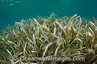 Sea Grass (Thalassia testudinum). Also known as Turtle Grass. Photo taken at Belize, Central America