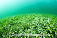 Seagrass (Heterozostera tasmanica). Found in shallow sheltered sea beds on moderately exposed sand in temperate Australian waters. Photo taken in Port Hughes, South Australia.