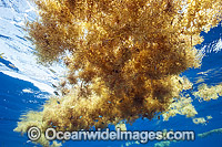Sargassum Weed (Sargassum sp.), floating in the Gulf Stream offshore Palm Beach County, Florida, USA.