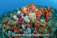 Coral Reef Scene in Palm Beach County, Florida, USA, showing an assortment of invertebrate life and fish species. These reefs in the southeast coast of Florida are among the richest in the western Atlantic.
