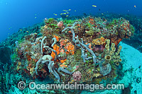 Coral Reef Scene in Palm Beach County, Florida, USA, showing an assortment of invertebrate life and fish species. These reefs in the southeast coast of Florida are among the richest in the western Atlantic.