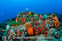Coral Reef in Palm Beach County, Florida, USA. These reefs are bathed by the strong Gulf Stream current and threatened by runoff, beach renourishment projects and pollution.